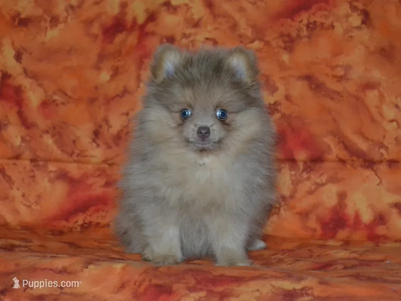 AKC Ziggy – Pomeranian puppy for sale in Lamar, MO