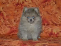 AKC Ziggy, a male Pomeranian for sale in Lamar, MO – 1 of 4