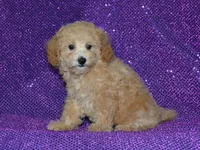 AKC Delilah, a female Poodle - Miniature  for sale in Lamar, MO – 4 of 4