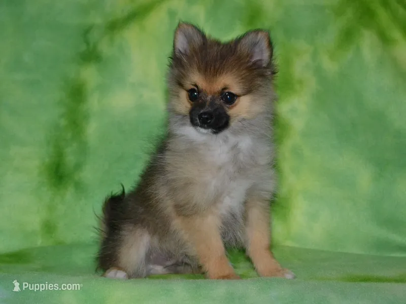 AKC Andy – Pomeranian puppy for sale in Lamar, MO