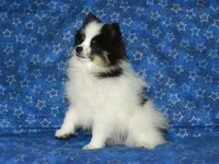 AKC Benny, a male Pomeranian for sale in Lamar, MO – 3 of 4