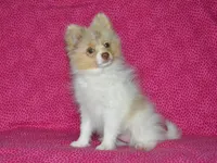 AKC Cami, a female Pomeranian for sale in Lamar, MO – 2 of 5