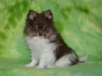 AKC Cooper, a male Pomeranian for sale in Lamar, MO – 2 of 7