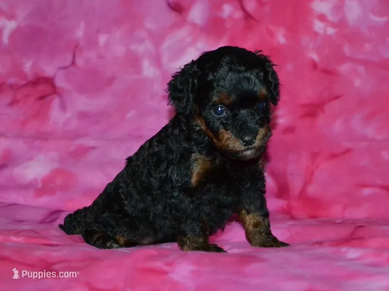 AKC Allie – Poodle - Toy  puppy for sale in Lamar, MO