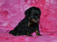 AKC Allie, a female Poodle - Toy  for sale in Lamar, MO – 1 of 3