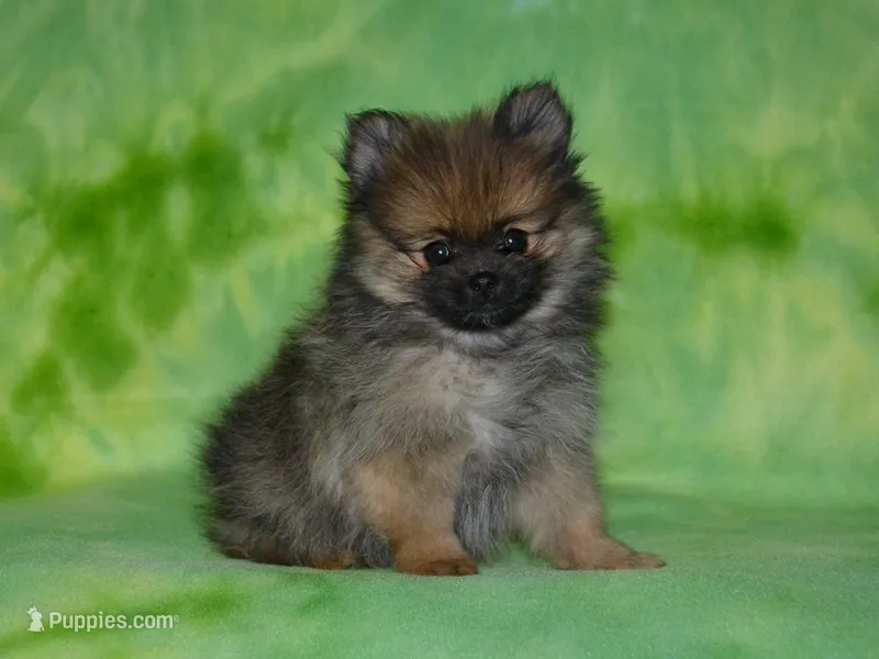 AKC Dylan – Pomeranian puppy for sale in Lamar, MO