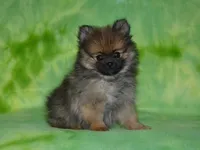 AKC Dylan, a female Pomeranian for sale in Lamar, MO – 1 of 6
