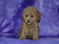 AKC Margo, a female Poodle - Miniature  for sale in Lamar, MO – 2 of 3