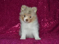 AKC Cami, a female Pomeranian for sale in Lamar, MO – 2 of 4