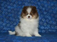 AKC Remy, a male Pomeranian for sale in Lamar, MO – 4 of 5