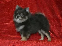 AKC Ozzy, a male Pomeranian for sale in Lamar, MO – 4 of 4