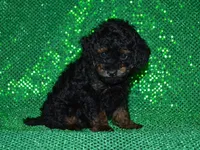AKC Rhett, a male Poodle - Toy  for sale in Lamar, MO – 4 of 5