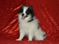 AKC Benny, a male Pomeranian for sale in Lamar, MO – 2 of 3