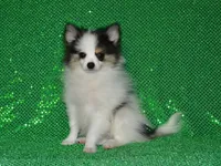 AKC Jasper, a male Pomeranian for sale in Lamar, MO – 2 of 5