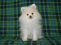 AKC Atlas, a male Pomeranian for sale in Lamar, MO – 3 of 4