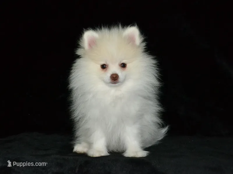 AKC Atlas – Pomeranian puppy for sale in Lamar, MO