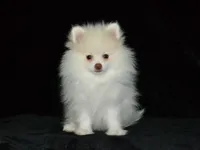 AKC Atlas, a male Pomeranian for sale in Lamar, MO – 1 of 3