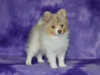 AKC Cami, a female Pomeranian for sale in Lamar, MO – 1 of 5