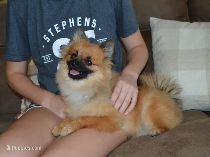 AKC Dylan – Pomeranian puppy for sale in Lamar, MO