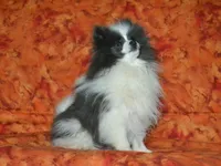AKC Luka, a male Pomeranian for sale in Lamar, MO – Photo 3 of 5