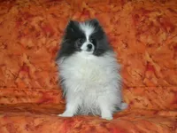 AKC Luka, a male Pomeranian for sale in Lamar, MO – Photo 5 of 5