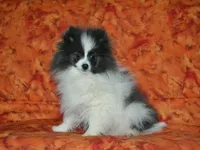 AKC Luka, a male Pomeranian for sale in Lamar, MO – Photo 4 of 5