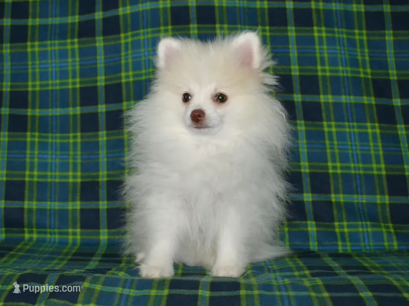 AKC Atlas – Pomeranian puppy for sale in Lamar, MO