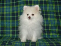 AKC Atlas, a male Pomeranian for sale in Lamar, MO – 1 of 4