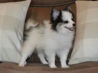 AKC Jasper, a male Pomeranian for sale in Lamar, MO – 4 of 4