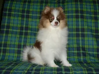 AKC Remy, a male Pomeranian for sale in Lamar, MO – 2 of 5