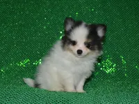 AKC Jasper, a male Pomeranian for sale in Lamar, MO – 2 of 4