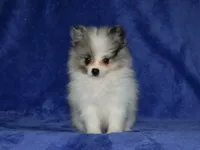 AKC Riley, a male Pomeranian for sale in Lamar, MO – 2 of 3