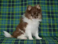 AKC Cooper, a male Pomeranian for sale in Lamar, MO – 2 of 5