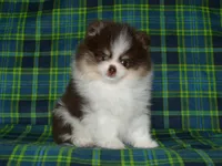 AKC Yoshi, a male Pomeranian for sale in Lamar, MO – 4 of 5