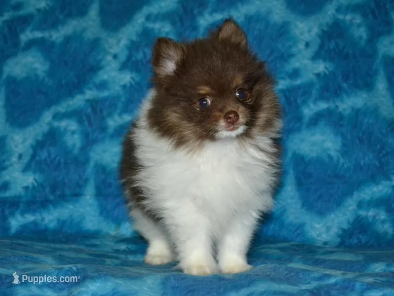 AKC Cooper – Pomeranian puppy for sale in Lamar, MO