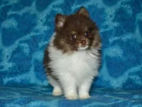 AKC Cooper, a male Pomeranian for sale in Lamar, MO – Photo 1 of 4