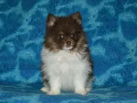 AKC Cooper, a male Pomeranian for sale in Lamar, MO – Photo 3 of 4