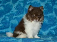 AKC Cooper, a male Pomeranian for sale in Lamar, MO – Photo 4 of 4