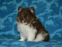 AKC Cooper, a male Pomeranian for sale in Lamar, MO – Photo 2 of 4