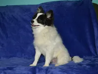 AKC York, a male Pomeranian for sale in Lamar, MO – 2 of 4