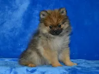AKC Dylan, a male Pomeranian for sale in Lamar, MO – 6 of 9