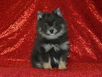 AKC Ozzy, a male Pomeranian for sale in Lamar, MO – 3 of 4