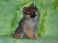 AKC Dylan, a male Pomeranian for sale in Lamar, MO – 4 of 4