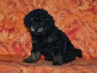 AKC Rhett, a male Poodle - Toy  for sale in Lamar, MO – 3 of 3