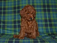 AKC Theo, a male Poodle - Miniature  for sale in Lamar, MO – 3 of 4