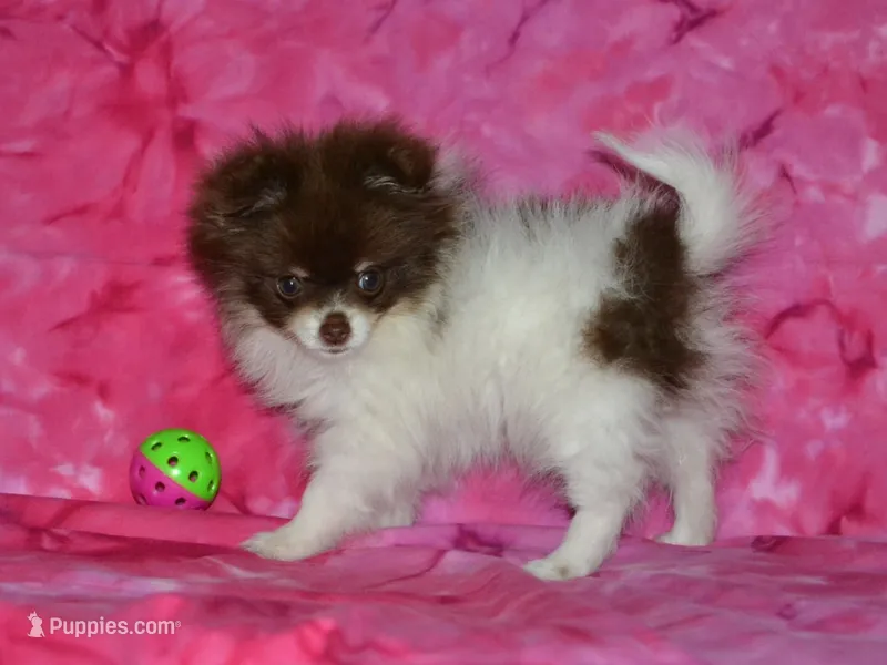 AKC Coco – Pomeranian puppy for sale in Lamar, MO