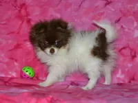 AKC Coco, a female Pomeranian for sale in Lamar, MO – 1 of 5