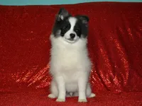 AKC York, a male Pomeranian for sale in Lamar, MO – 2 of 3