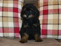 AKC Rhett, a male Poodle - Toy  for sale in Lamar, MO – 2 of 4