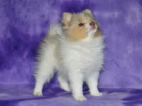 AKC Cami, a female Pomeranian for sale in Lamar, MO – 2 of 5